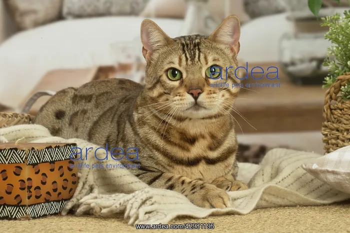 : Bengal cat indoors : Bengal cat indoors