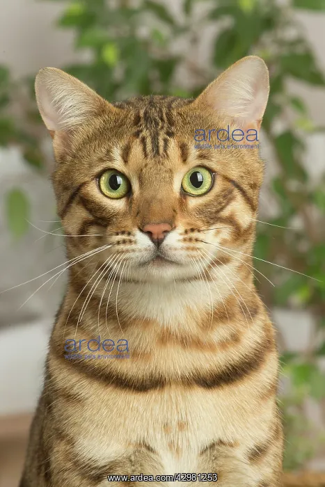: Bengal cat indoors : Bengal cat indoors