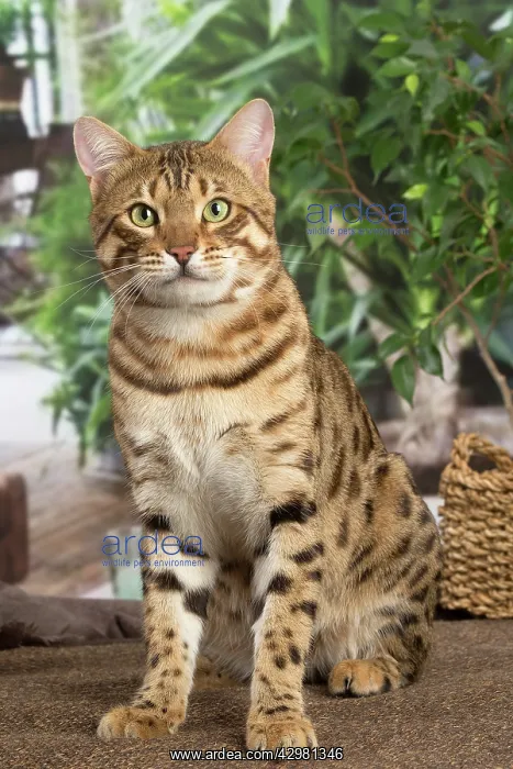 : Bengal cat indoors : Bengal cat indoors