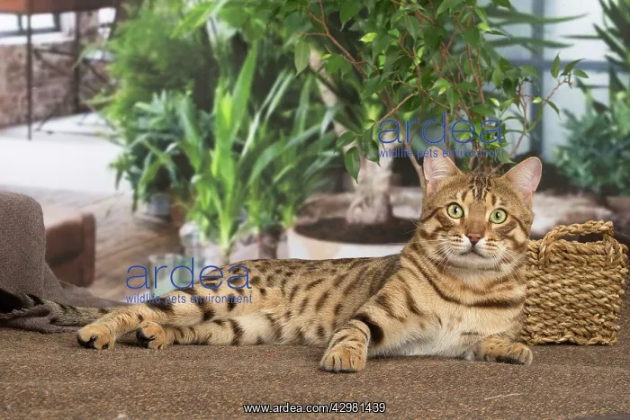  : Bengal cat indoors
