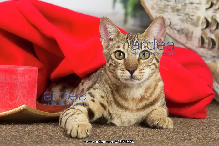 : Bengal cat indoors : Bengal cat indoors