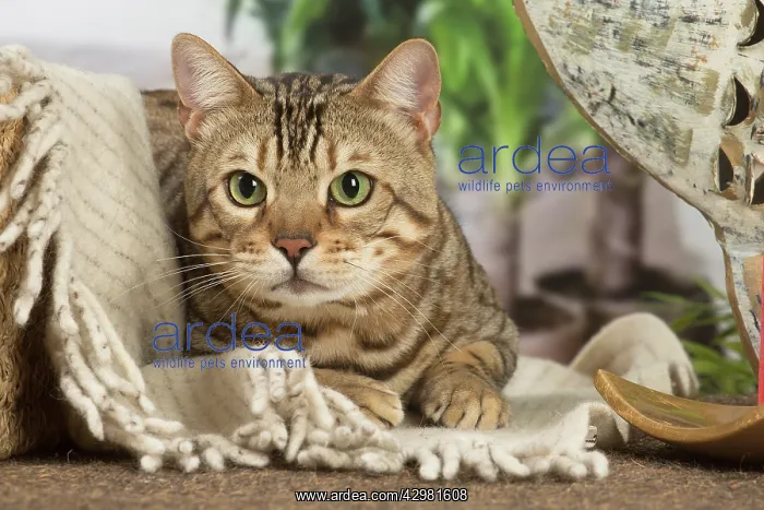 : Bengal cat indoors : Bengal cat indoors