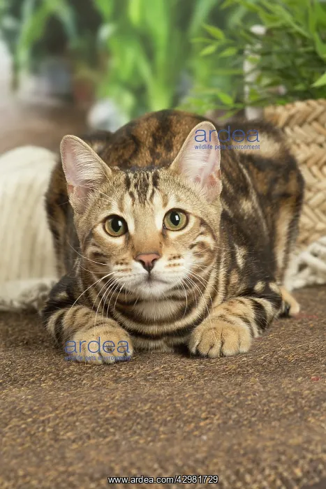 : Bengal cat indoors : Bengal cat indoors