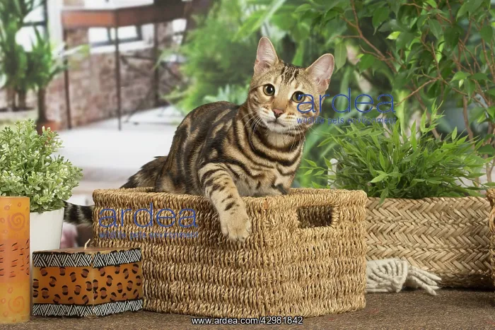 : Bengal cat indoors : Bengal cat indoors