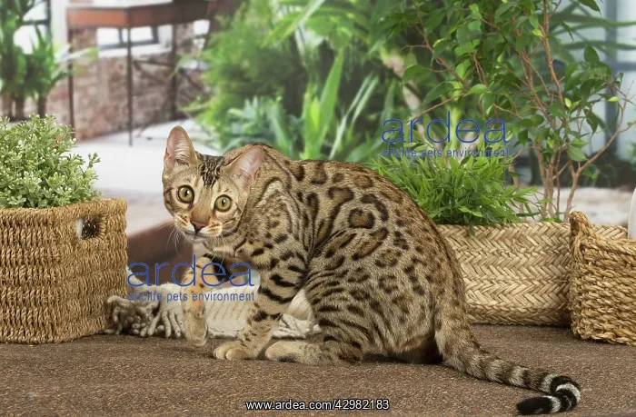 : Bengal cat indoors : Bengal cat indoors