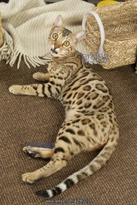 : Bengal cat indoors : Bengal cat indoors
