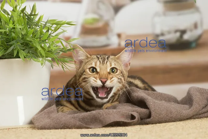 : Bengal cat indoors : Bengal cat indoors