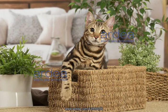 : Bengal cat indoors : Bengal cat indoors