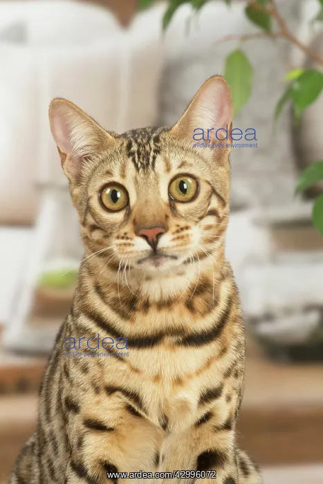 : Bengal cat indoors : Bengal cat indoors