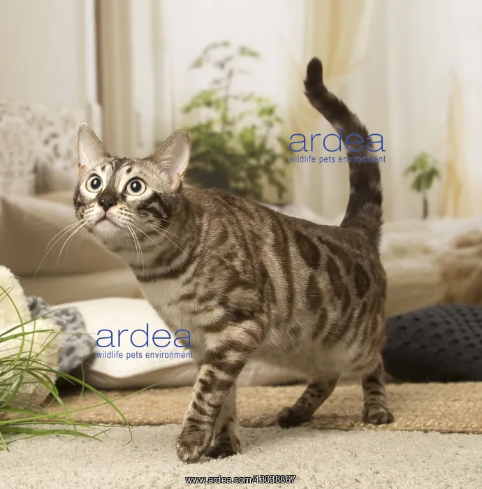  : Bengal Cat indoors