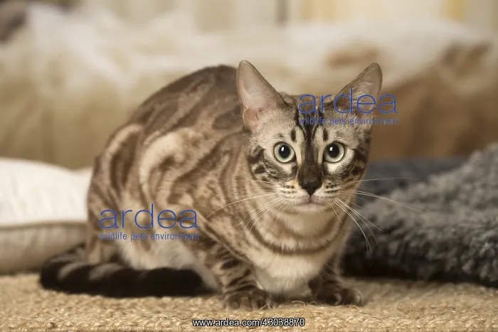  : Bengal Cat indoors