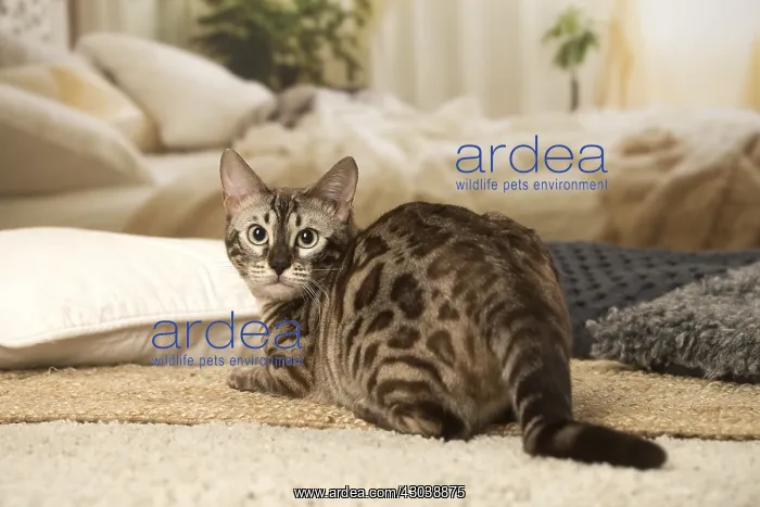  : Bengal Cat indoors