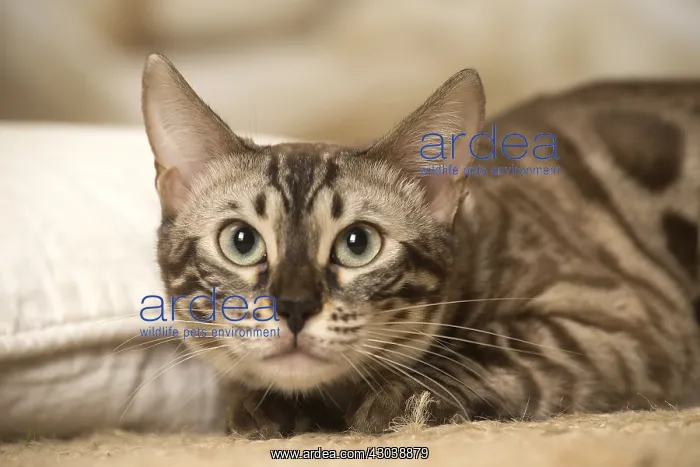  : Bengal Cat indoors