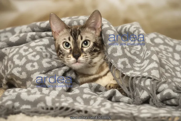 : Bengal Cat indoors
