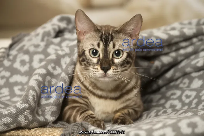 : Bengal Cat indoors