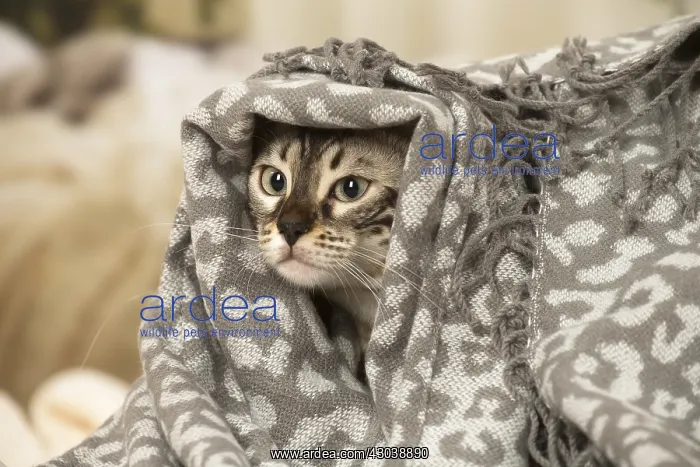  : Bengal Cat indoors