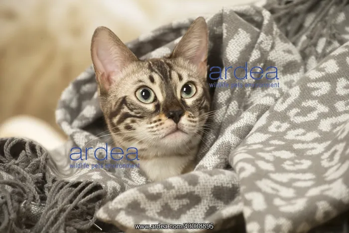  : Bengal Cat indoors