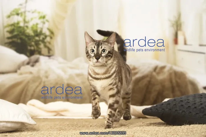  : Bengal Cat indoors