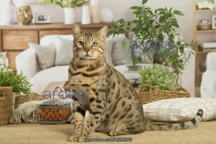 : Bengal cat indoors : Bengal cat indoors