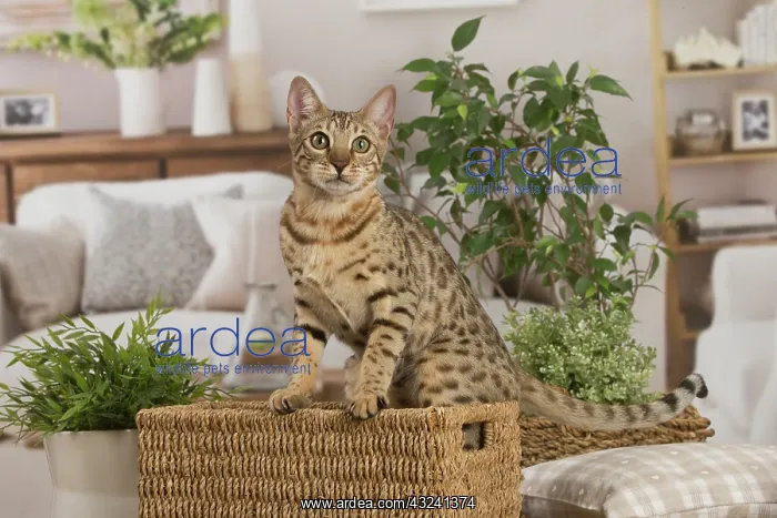 : Bengal cat indoors : Bengal cat indoors