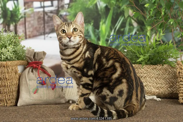 : Bengal cat indoors : Bengal cat indoors