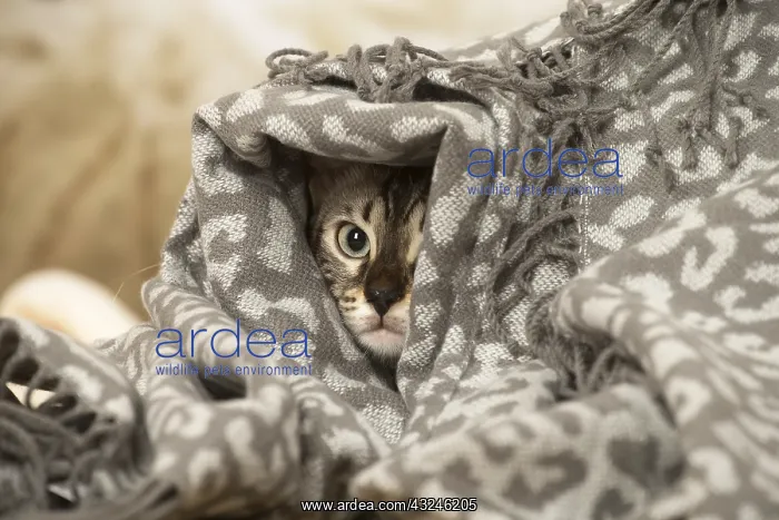  : Bengal Cat indoors