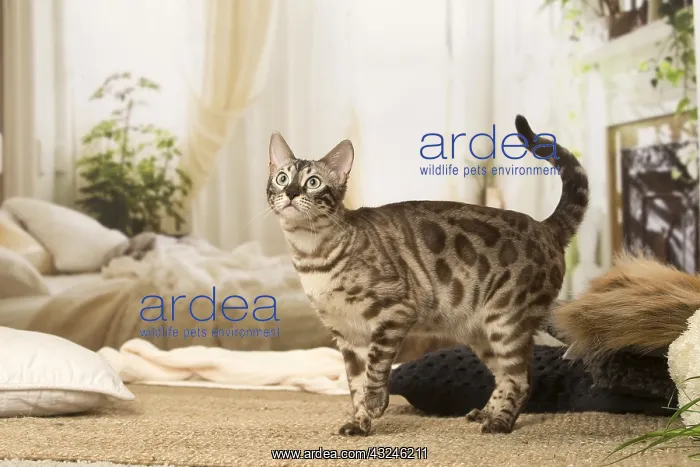  : Bengal Cat indoors