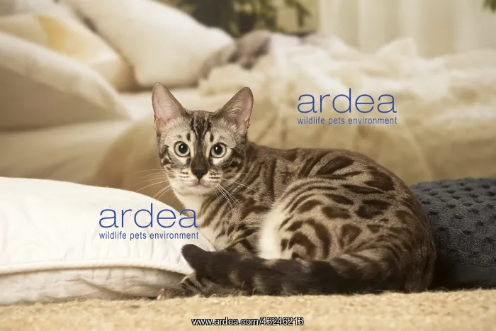  : Bengal Cat indoors