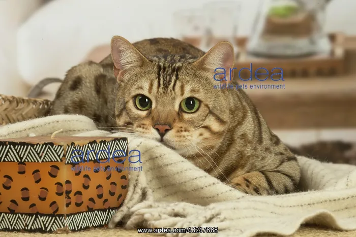 : Bengal cat indoors : Bengal cat indoors