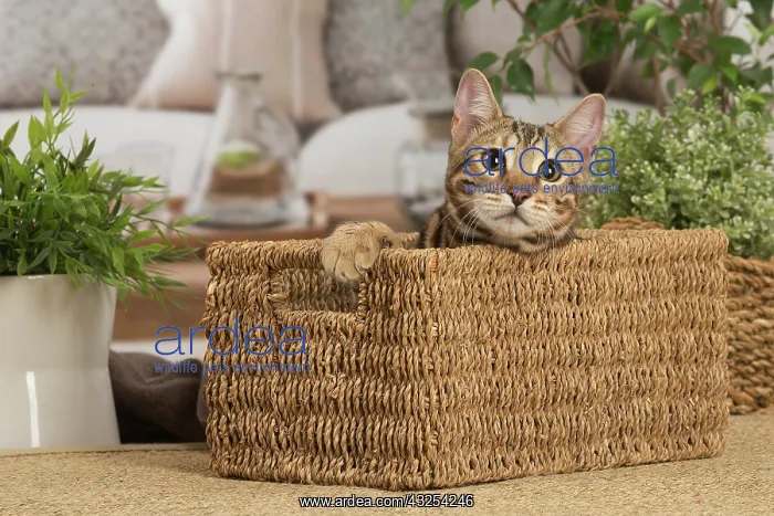 : Bengal cat indoors : Bengal cat indoors