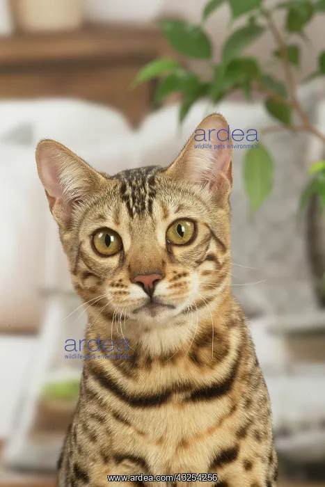 : Bengal cat indoors : Bengal cat indoors