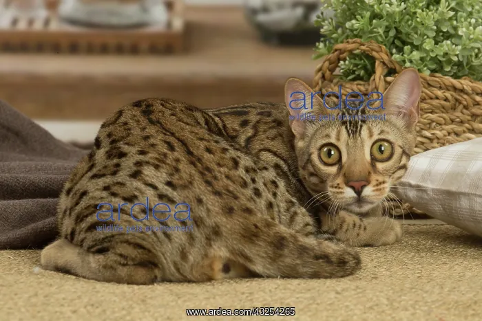 : Bengal cat indoors : Bengal cat indoors