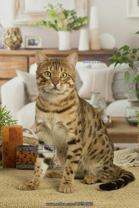 : Bengal cat indoors : Bengal cat indoors