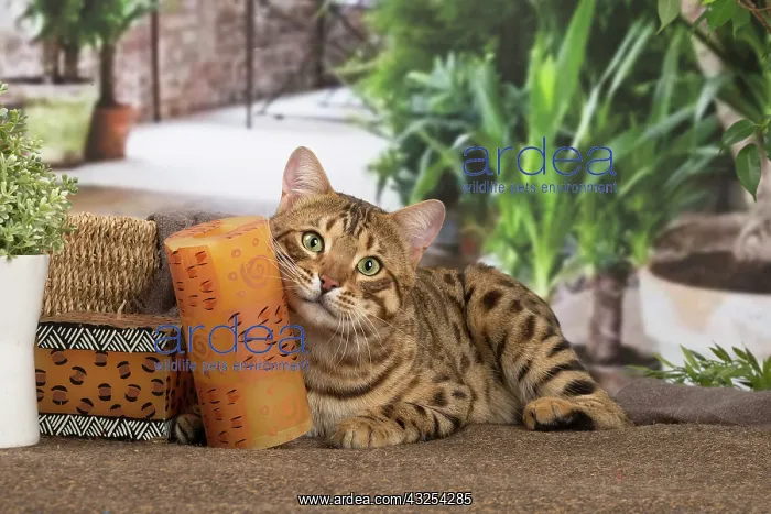 : Bengal cat indoors : Bengal cat indoors