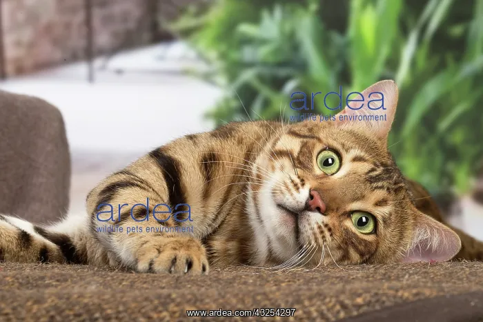 : Bengal cat indoors : Bengal cat indoors
