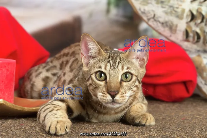 : Bengal cat indoors : Bengal cat indoors