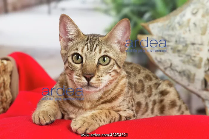 : Bengal cat indoors : Bengal cat indoors