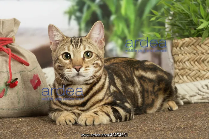 : Bengal cat indoors : Bengal cat indoors