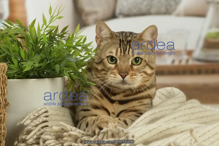 : Bengal cat indoors : Bengal cat indoors