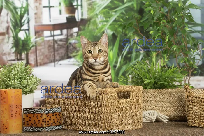 : Bengal cat indoors : Bengal cat indoors