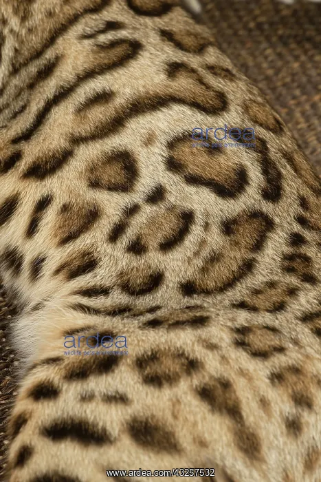 : Bengal cat indoors : Bengal cat indoors