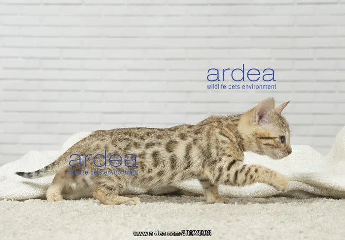  : Bengal Cat, kitten
