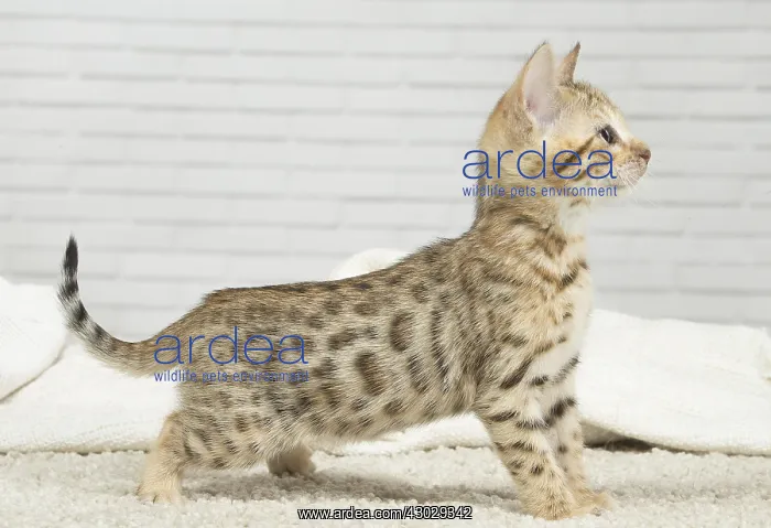  : Bengal Cat, kitten
