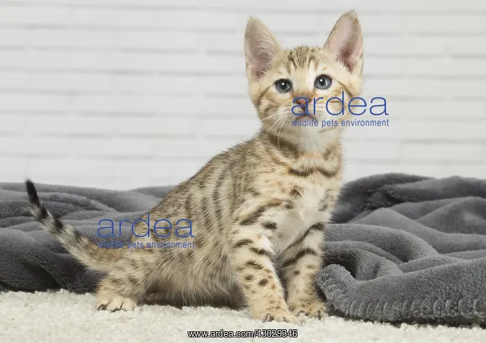  : Bengal Cat, kitten