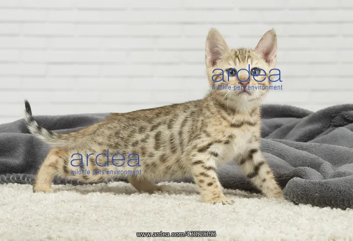  : Bengal Cat, kitten