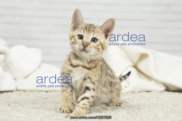  : Bengal Cat, kitten