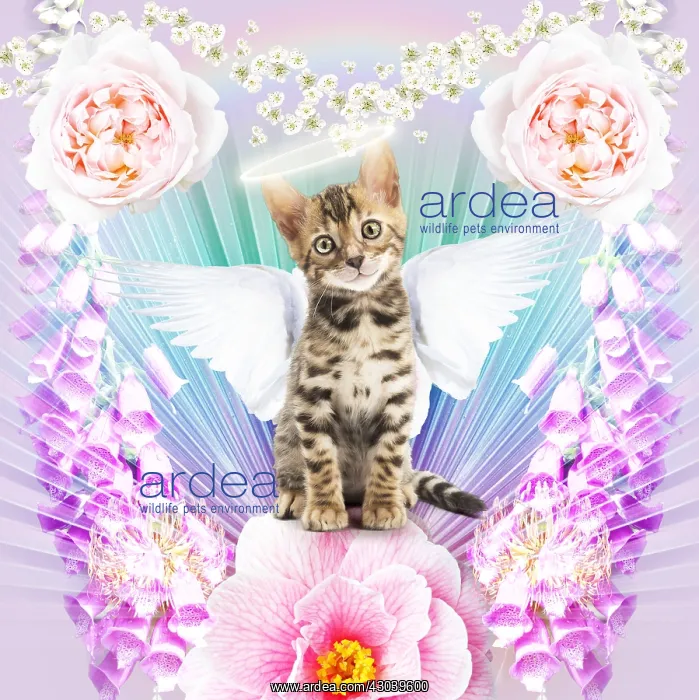 : Bengal Cat, kitten with angel wings and halo surrounded : Bengal Cat, kitten with angel wings and halo surrounded