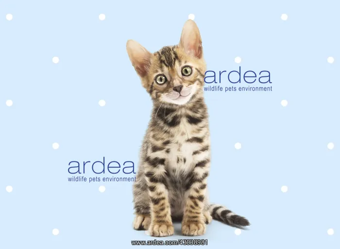 : Bengal Cat, kitten on spotty polka dot background : Bengal Cat, kitten on spotty polka dot background