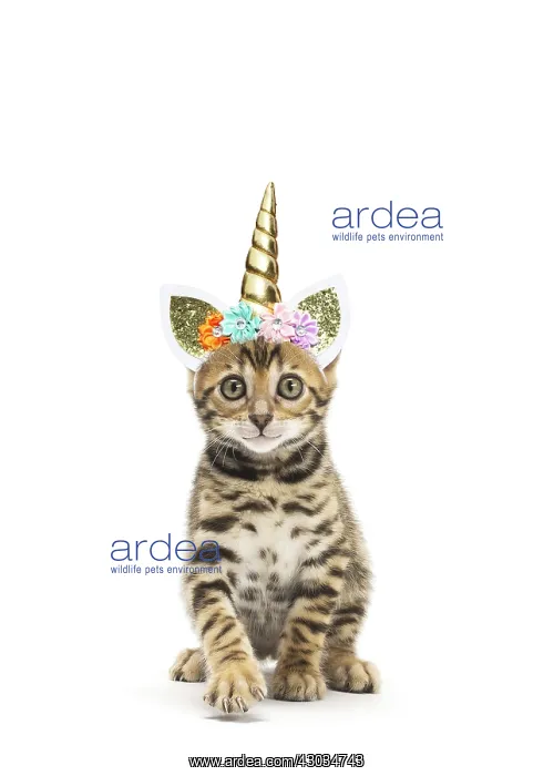 : Bengal Cat, kitten wearing Unicorn headband : Bengal Cat, kitten wearing Unicorn headband