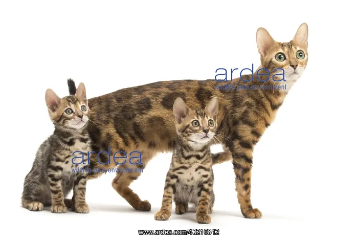  : Bengal cat and two kittens in the studio